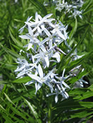 Amsonia hubrectii  blooming  in Spring.
