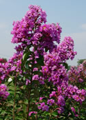 Lagerstroemia 'Catawba' with its striking purple flowers.