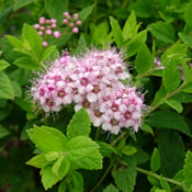The light pink flowers of Spiraea 'Little Princess' in bloom.