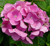 Photo of our Hydrangea "Mathilda Gutges" in bloom.