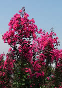 Lovely pink flowers of the 'Pink Velour' crape myrtle against its purple-green leaves.
