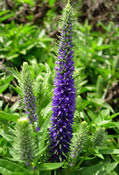 Veronica 'Royal Candles' just beginning to show its deep purple color.