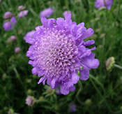 A close-up of the Scabiosa 'Butterfly Blue' bloom.