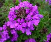 Beautiful Verbena 'Homestead Purple' in bloom.