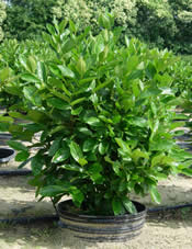 Here is an example of our 7 gal. Pot-in-Pot Viburnum 'Winterthur'.
