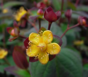 A striking Hypericum 'Albury Purple' with its yellow flowers and purple foliage.