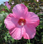 A large, beautiful pink bloom of Hibiscus 'Anne Arundel'.
