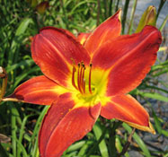 An intense red 'Baja' Daylily.
