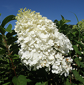 A close-up of a Hydrangea 'Bobo' bloom.