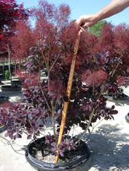 Here is an example of our field grown Cotinus 'Royal Purple' exhibiting its gorgeous color.