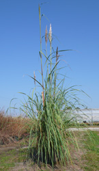 Our tall Saccharum ravannae blowing gently in the breeze.