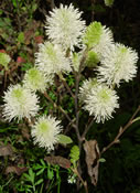 Fothergilla 'Mt. Airy' abloom with white bottlebrush flowers.