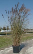 Here is an example of our Miscanthus "Gracillimus" grown in a 7 Gal. container.