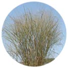 A wide selection of Maiden Grass, Fountain Grass, and other exciting varieties!
