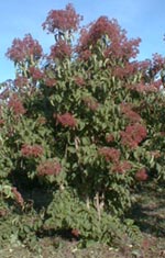 Heptacodium demonstrating its bright red color in fall.
