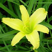 The 'Hyperion' Daylily in bloom.