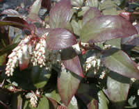 Leucothoe fontanesiana blooming with white flowers.