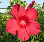 A large eye-catching red Hibiscus 'Lord Baltimore' flower.