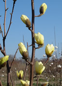 A close-up of gorgeous yellow buds on a Butterfly Magnolia tree.