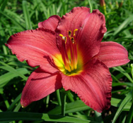 Our 'Pardon Me' Daylilies in summer bloom.