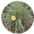 Look for several new additions to our perennial selection!