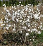 A field-grown Royal Star Magnolia covered with white blooms.