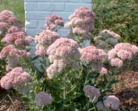 Sedum spectabile 'Herbstfreude'