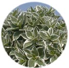 Shrubs - Abelia to Viburnum!