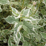 Caryopteris 'Snow Fairy' foliage