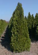 An example of our field grown Thuja "Emerald Green" 4-5' tall.