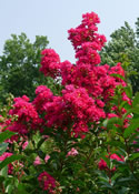The intense magenta-red blooms of Lagerstroemia 'Tonto'.