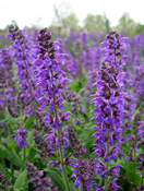 A mass of Salvia 'Mainacht' blooming in  our greenhouses.