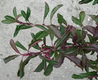 A close-up of the leaves of Stranvaesia 'Prostrata'.