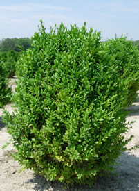 Buxus sempervirens