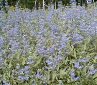 Beautiful Caryopteris in bloom.