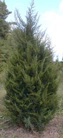 Here is an example of our field grown Juniperus virginia 'Emerald Sentinel'.