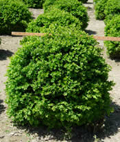 Buxus x 'Green Velvet'