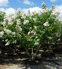 Lagerstroemia 'Natchez' sitting in a field here on the nursery with an abundance of white flowers.