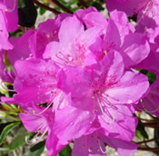 Sherwoodi Azalea