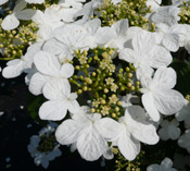 A close-up of the white blooms of Viburnum 'Summer Snowflake'.